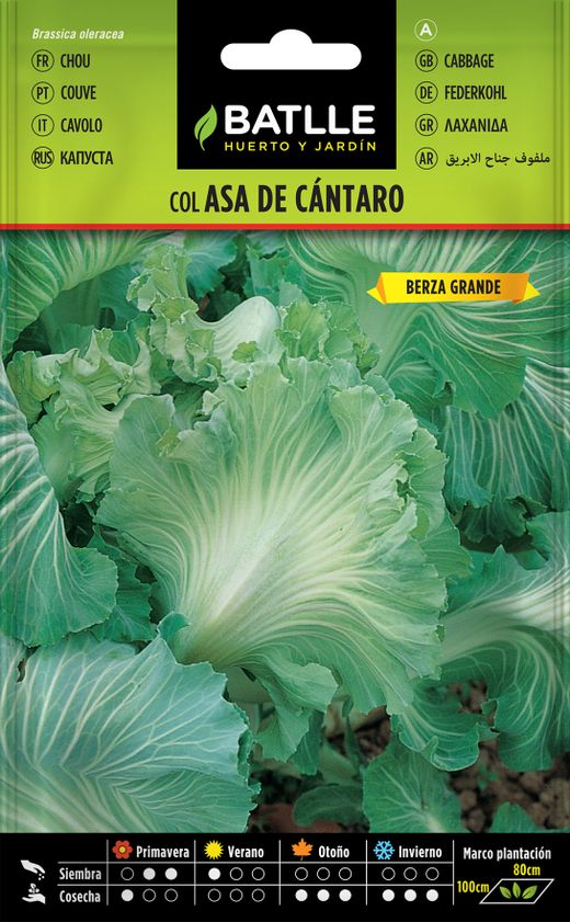 Semilla hortícola de col forrajera asa de cantaro, couve frisada