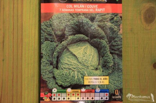 Semence horticole de chou milan 7 semaines tôt sel. rapit