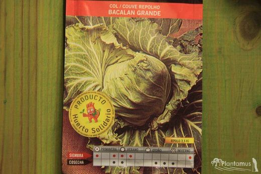Semilla hortícola de col repollo bacalan grande, couve repolho