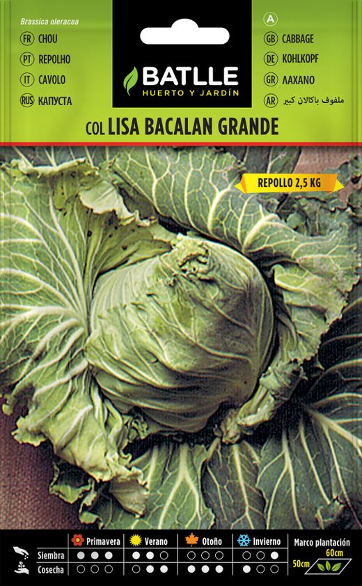 Semilla hortícola de col repollo bacalan grande, couve repolho