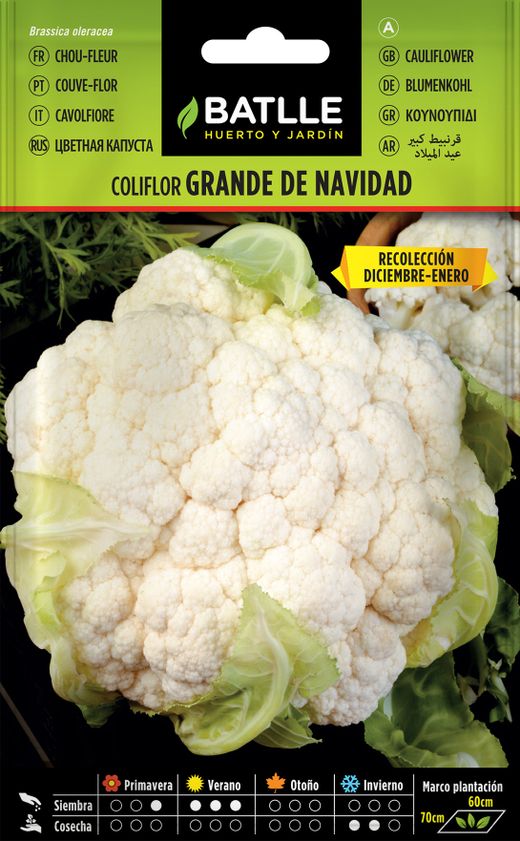 Semilla hortícola de coliflor grande de navidad