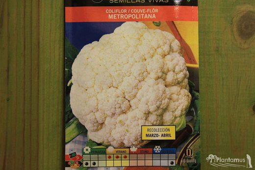Semilla hortícola de coliflor metropolitana