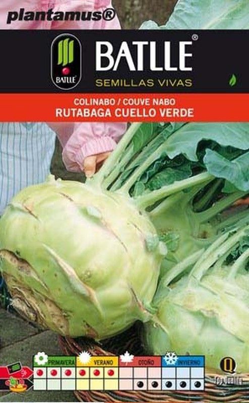 Semence horticole de chou-rave à cou vert rutabaga, navet couve