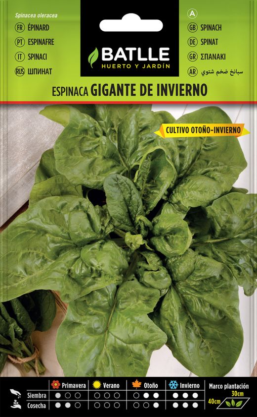 Semilla hortícola de espinaca gigante de invierno