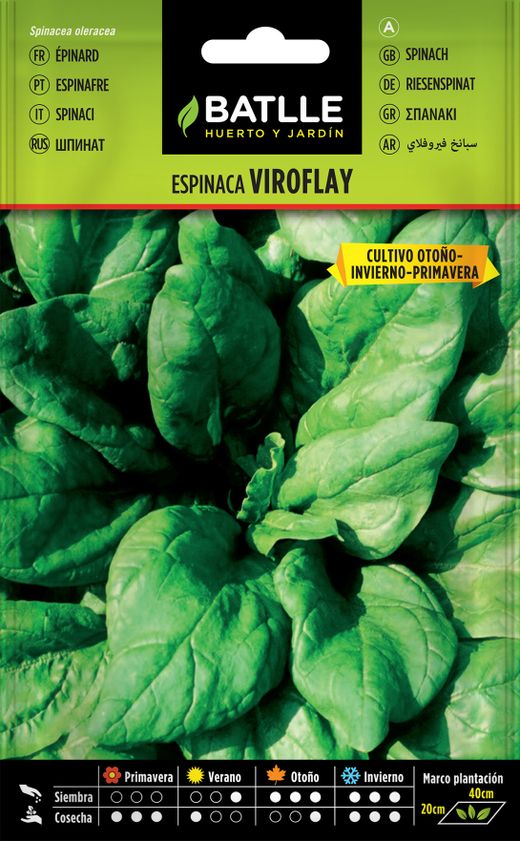 Semilla hortícola de espinaca viroflay