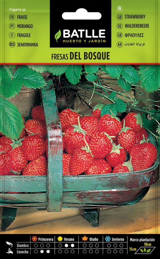 Semilla hortícola de fresas del bosque, morango