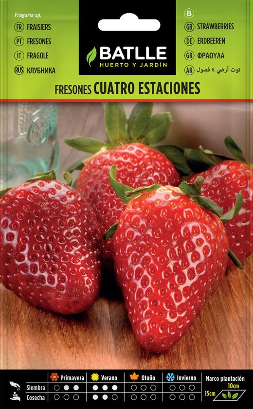 Semence horticole de fraises quatre saisons, commun morango do jardim