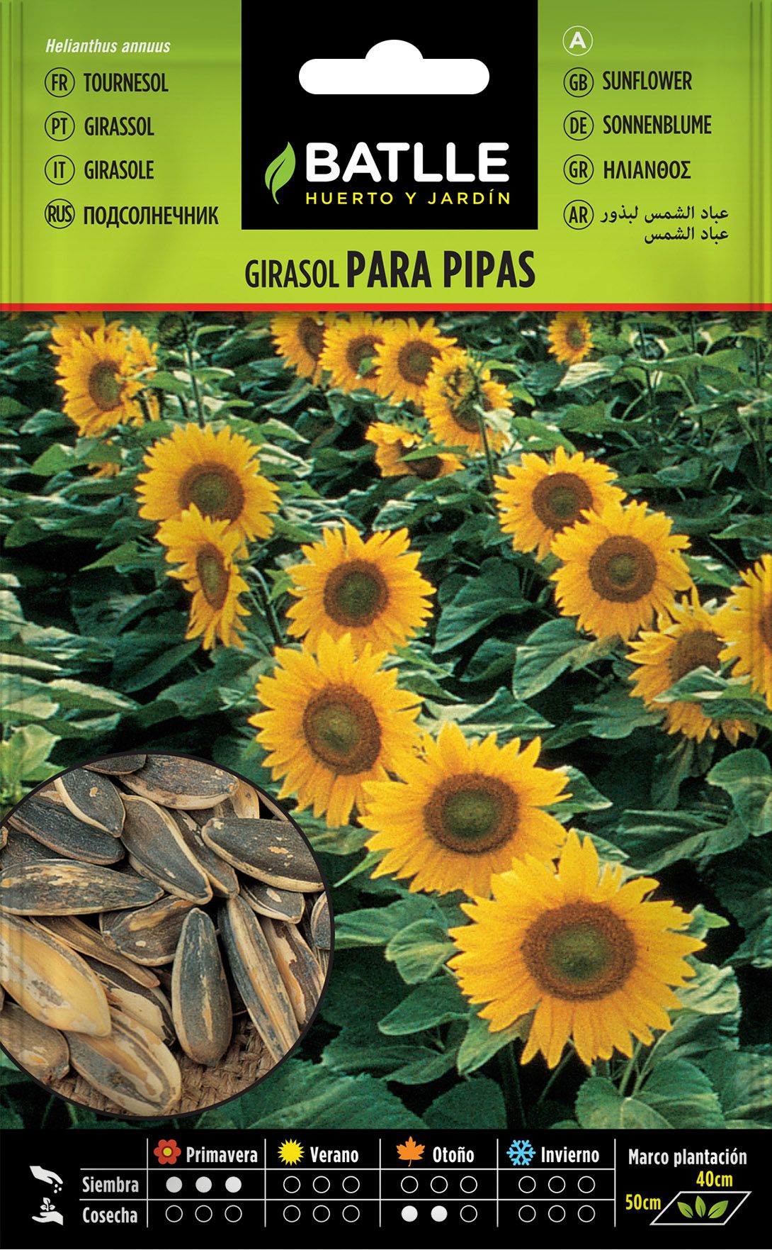 Semilla hortícola de girasol para pipas