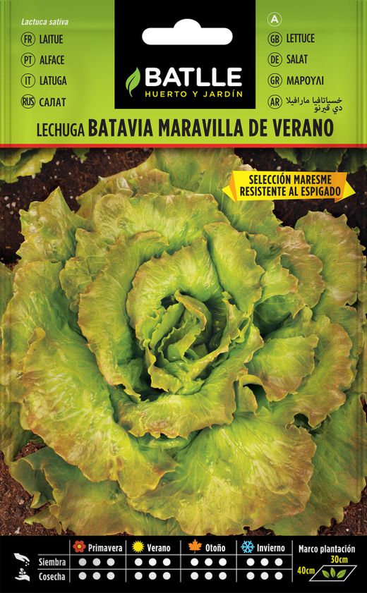 Été merveille batavia laitue semences horticoles