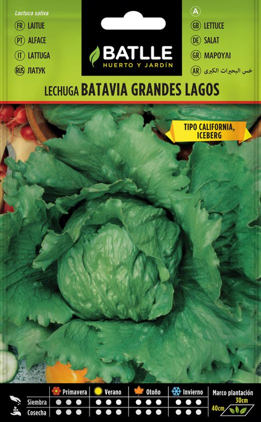 Semence horticole de laitue iceberg des Grands Lacs, alface