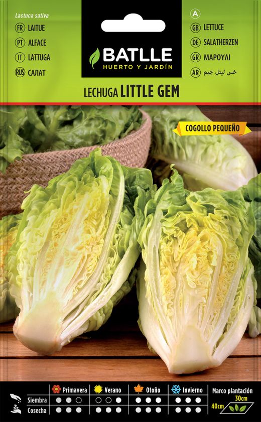 Semence horticole de laitue type petit bijou bourgeon, petit chou alface