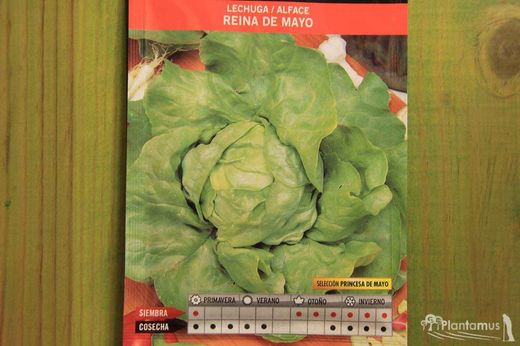 Semilla hortícola de lechuga reina de mayo sel. princesa de mayo, alface