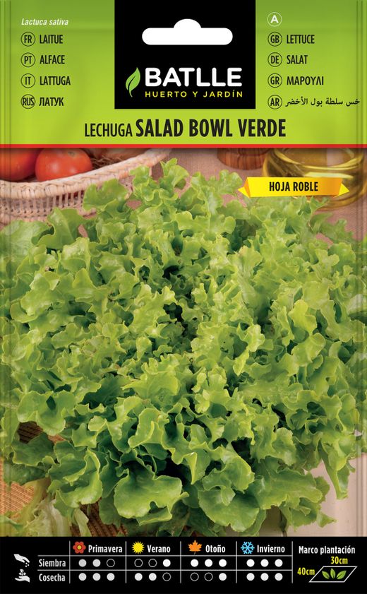 Saladier vert laitue semences horticoles
