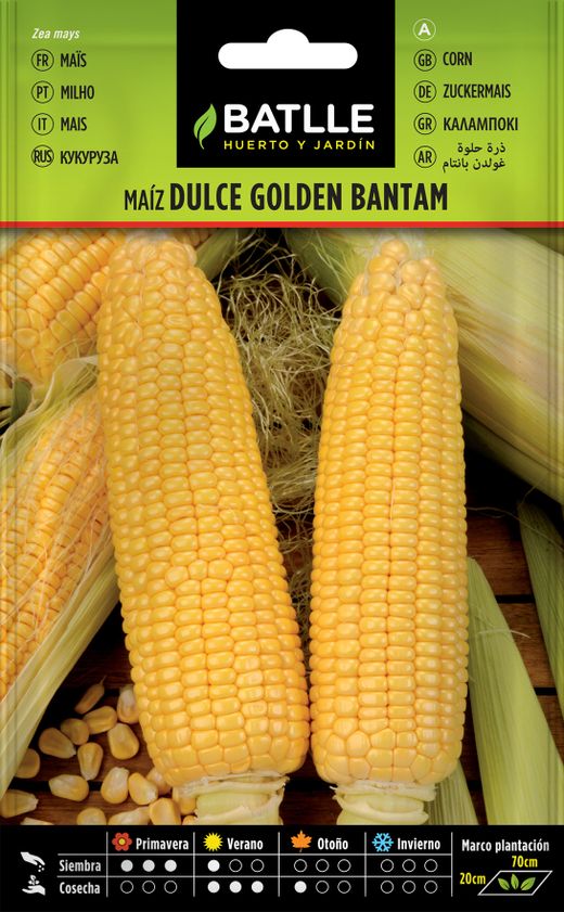 Semence de maïs sucré horticole Golden Bantam, Milho Doce, Zea Mays