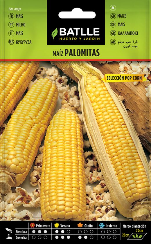 Graine de maïs soufflé horticole Sel. pop corn, milho de picocas, zea mays