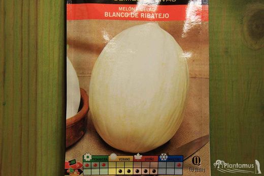Semilla hortícola de melón blanco de ribatejo, melao, cucumis melo