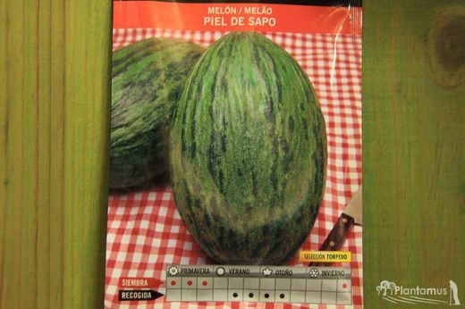 Semilla hortícola de melón piel de sapo sel. torpedo, melao, cucumis melo
