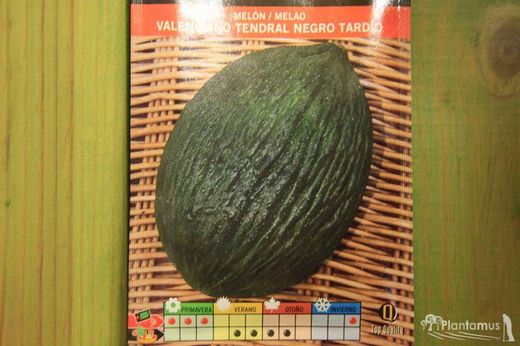 Sementes hortícolas de melão valenciano, tendral preto tardio, melão, cucumis melo