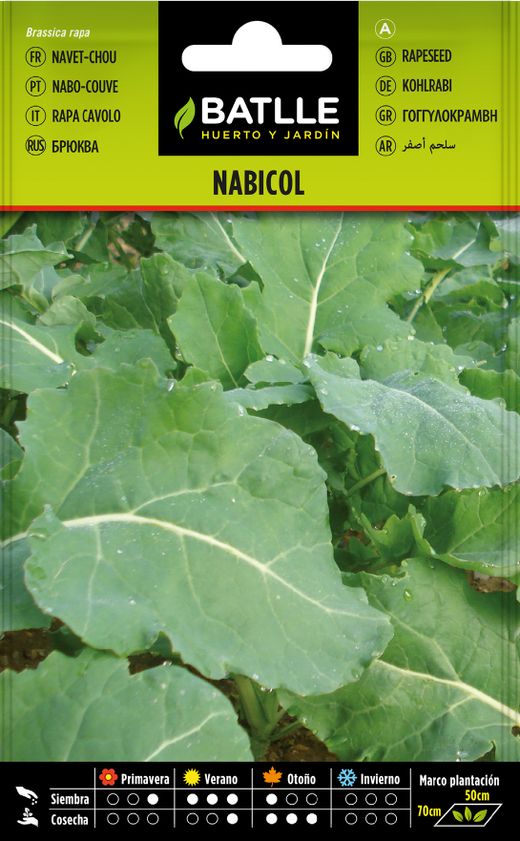 Semilla hortícola de nabicol, nabo couve, rapa cavolo, navet chou, aza-arbia