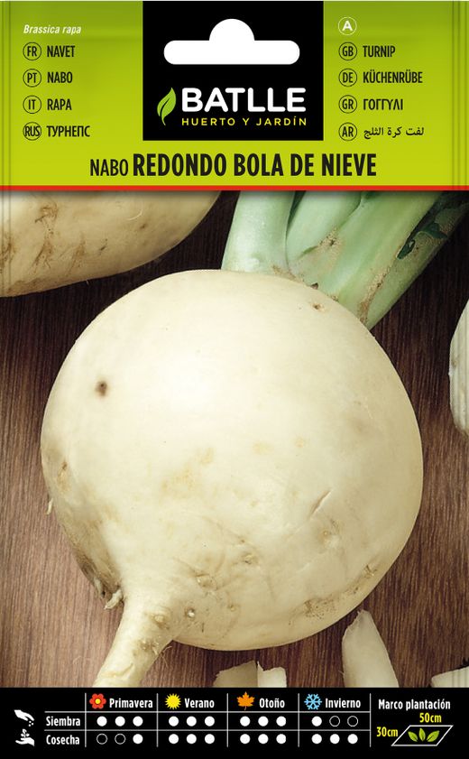 Semence horticole de navet rond en boule de neige, Brassica rapa l.