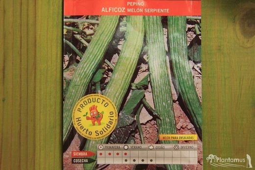Semilla hortícola de pepino alficoz