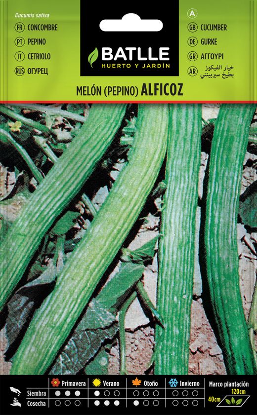Semence horticole de concombre Alficoz