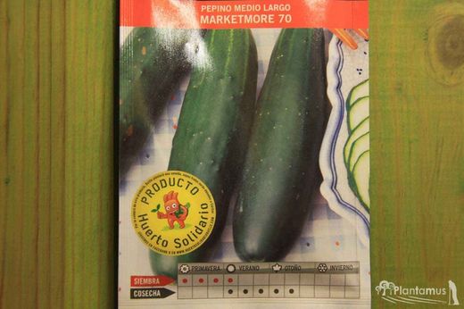 Semilla hortícola de pepino medio largo marketmore 70, cucumis sativus