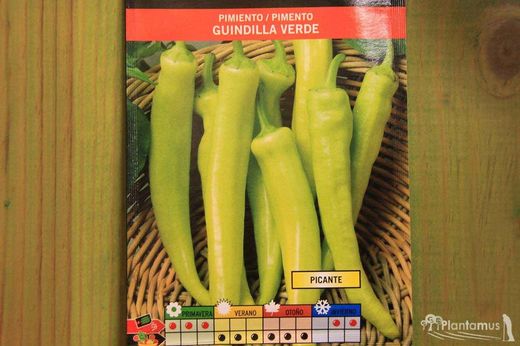 Semilla hortícola de pimiento guindilla verde picante, pimento, capsicum annuum