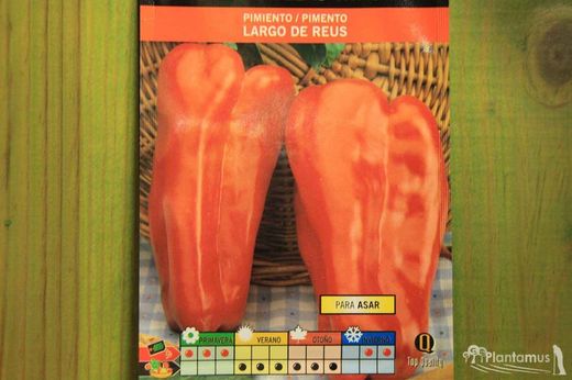 Semilla hortícola de pimiento rojo largo de reus para asar, pimento comprido