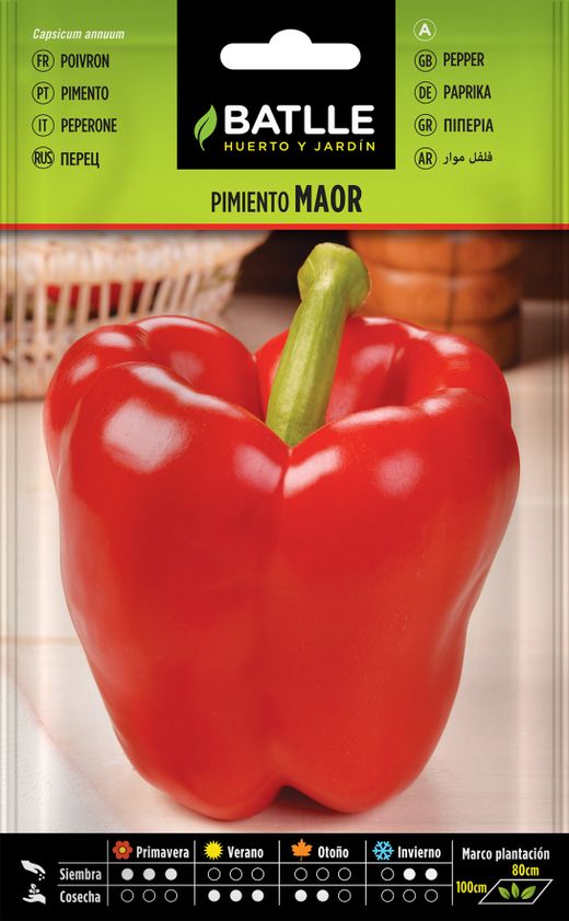Semilla hortícola de pimiento rojo maor para asar, pimento vermelho, capsicum annuum