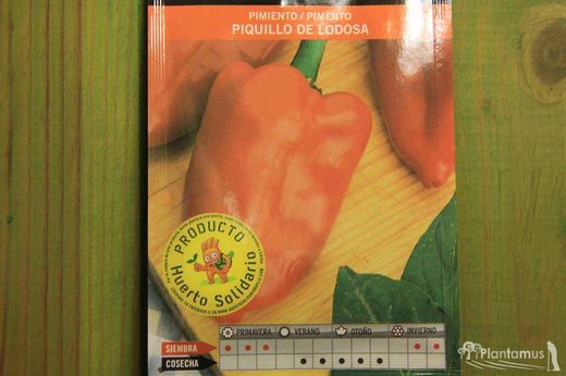 Semilla hortícola de pimiento rojo piquillo de lodosa, pimento vermelho, capsicum annuum