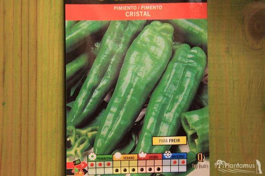 Graine horticole de poivron vert en verre pour la friture, piment, capsicum annuum