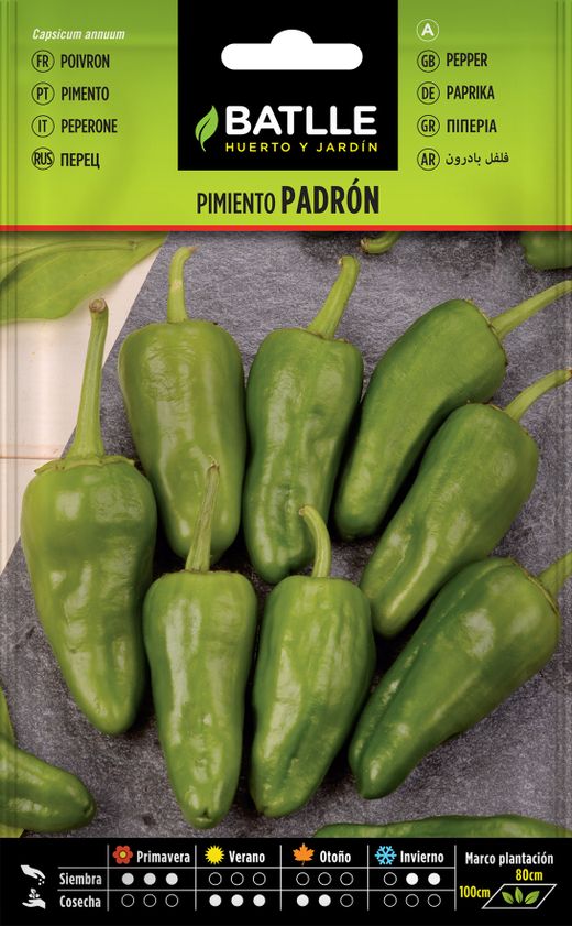 Semence horticole de poivron vert, piment, capsicum annuum