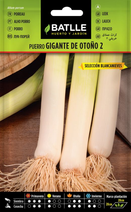 Semence horticole de poireau géant automne 2 sel. blanche neige, alho porro, allium porrum