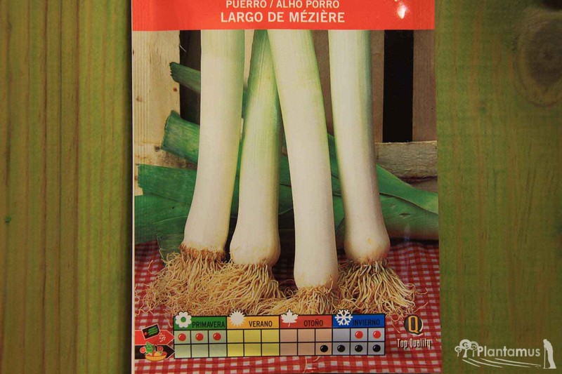 PUERRO LARGO DE MEZIERES  500 Semillas Seeds