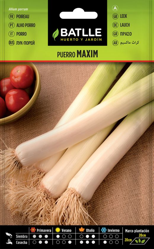 Semilla hortícola de puerro maxim, alho porro, allium porrum