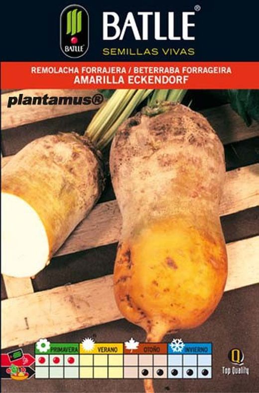 Semence horticole de betterave fourragère jaune Eckendorf