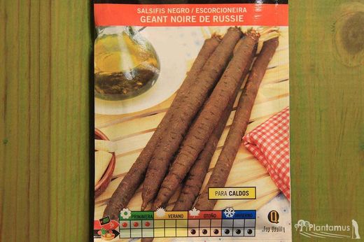 Semences horticoles de salsifis noir geant noire de russie, escorcioneira, tragopogon porrifolius