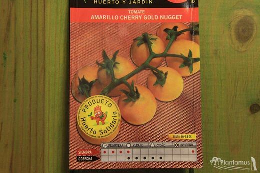 Semilla hortícola de tomate amarillo cherry gold nugget