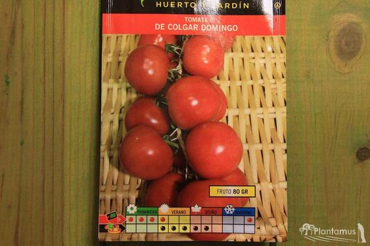 Semence de tomate horticole suspendue sel. dimanche