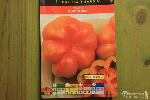 Semence horticole de tomate de Montserrat