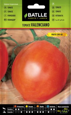 Semilla hortícola de tomate valenciano