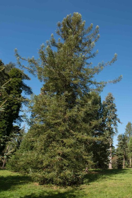 Sequoia sempervirens "Adpressa"