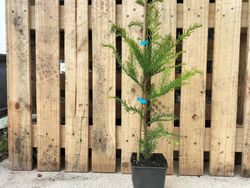 Sequoia sempervirens, secoya de California, secuoya roja