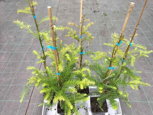 Sequoia sempervirens, secoya de California, secuoya roja