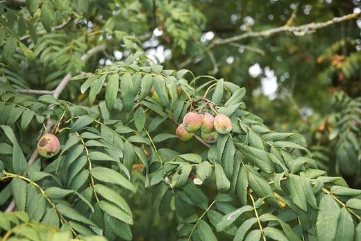 Serbal común - Sorbus domestica