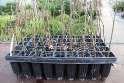 Serbal común - Sorbus domestica