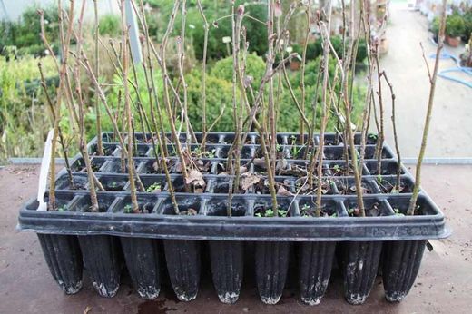 Serbal común - Sorbus domestica