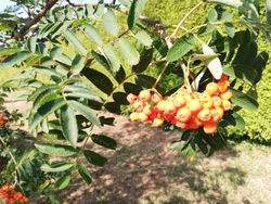 Serbal de los cazadores, capudre, Sorbus aucuparia