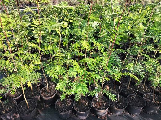 Serbal de los cazadores, capudre, Sorbus aucuparia